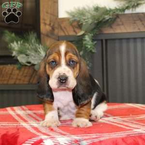 Snoopy, Basset Hound Puppy
